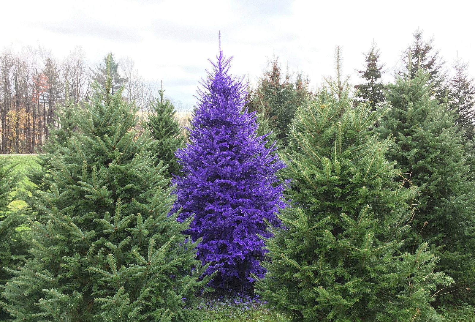 Purple-Christmas-Tree